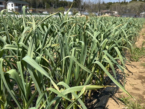 貴重な在来種！ニンニク【有機JAS取得】1kg （サイズミックス/玉/乾燥）