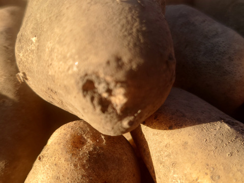 【ちょっと訳有❗】じゃがいも【ホッカイコガネ】大きさ色々　60サイズ　1.8kg　
※商品説明をご一読の上、「常温便」、「クール便」をご指定下さいませ