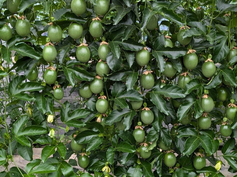 【販売期間残りわずか】芳醇な味わい パッションフルーツ『火の国パッション』贈答用・1kg