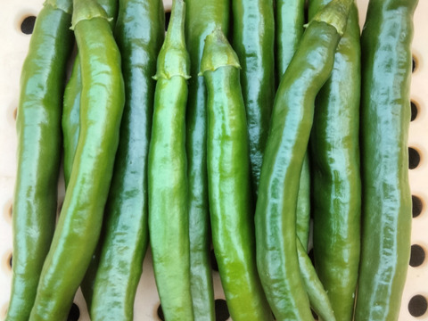 長崎県産！青唐辛子！ホットパラソル300g