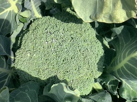 子どもの野菜　栽培期間中農薬不使用・自然栽培 ブロッコリーサマードーム４個