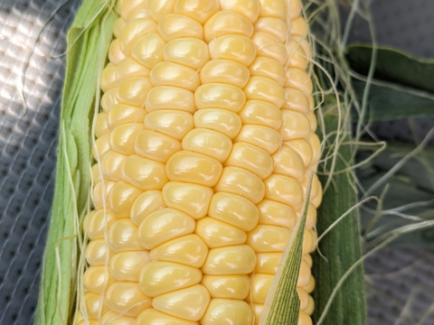 １４本🌽黄色とうもろこし