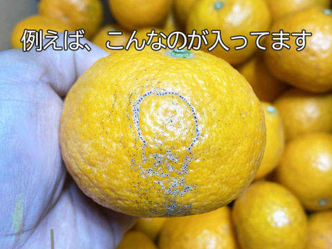 愛媛県中島産】味濃厚春みかん！カラマンダリン農薬不使用
