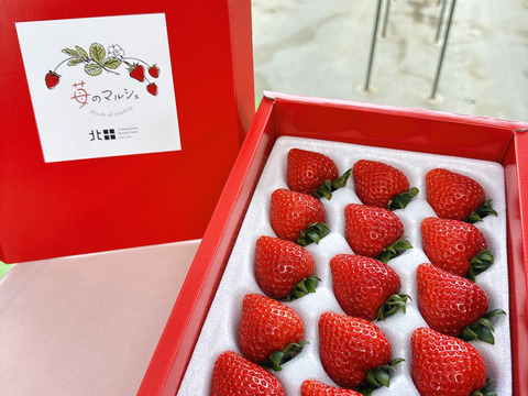 【先行予約・数量限定】いちご博2025金賞受賞 大粒あまりん9～18粒 贈答用