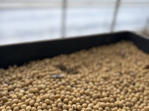 訳アリ🉐【北海道産】農薬･化学肥料･除草剤不使用‼️濃厚で美味🌟希少品種『鶴の子大豆』‼️400g✉メール便