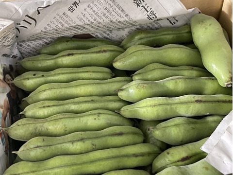 採りたて新鮮😋😋そら豆 ソラマメ2Kg　農薬化学肥料不使用✨空豆 そらまめ そら豆 〜畑からの直送便〜