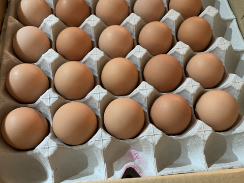 ちょっとだけ小さめの酵母・平飼いたまご100個（元気たまご）