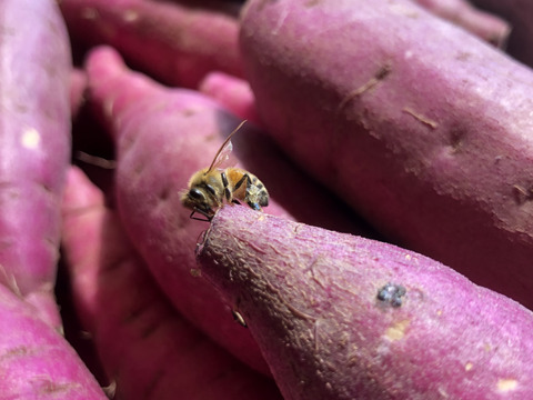 2024年12月品評会の全さつまいもで1番の賞を受賞‼︎ さつまいも（紅はるか）【新物】Sサイズ　5kg