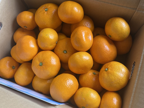 年内発送可★濃厚なコクと酸味がおいしい！有田みかん★自家製堆肥栽培★定番5kg★和歌山★