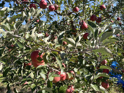 りんご農家のおやつ小玉サンふじ