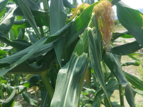 新鮮ゴールドラッシュ🌽【朝採り即出荷】Ｌサイズ１０本（2.5㎏）とうもろこし１本320~380㌘程度