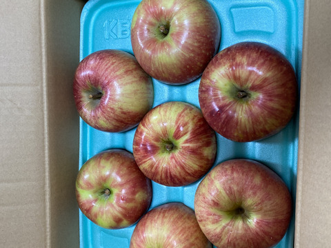 【サンつがる】 家庭用（7~11玉）✨夏りんごの定番品種！