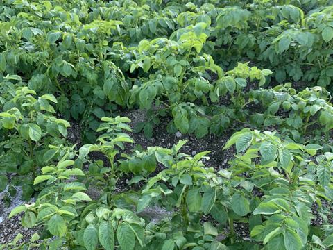 農薬化学肥料不使用　新じゃが【インカのめざめ】＆ローズマリー少量