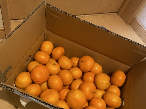【予約限定価格】愛媛みかんの老舗厳選【濃厚な甘みと程よい酸味】みかん 5kg【愛媛県川上産】