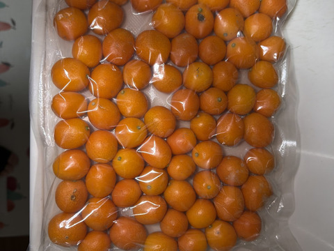 金柑　ありがきんかん！ 約850g 自然栽培　甘味が多く、皮ごと丸かじりもOK！残りわずか