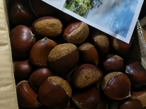 完売御礼☆ありがとうございました！【自然栽培】秋の味覚！　栗２kg　L～特大ミックス　ホクホク濃厚！旬の恵み