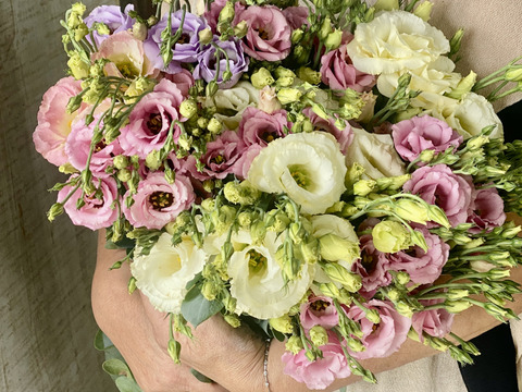 【６本／トルコキキョウ】柔らかな色合いと、上品な花姿が魅力のトルコキキョウ。蕾つき！産地直送、プレゼントOK!仏花にもオススメ！