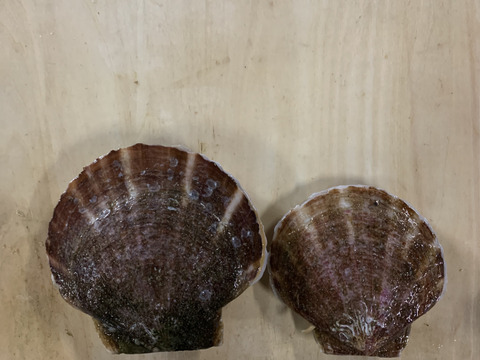 【訳あり！お買い得！】規格外品ホタテ２年貝〈2kg〉