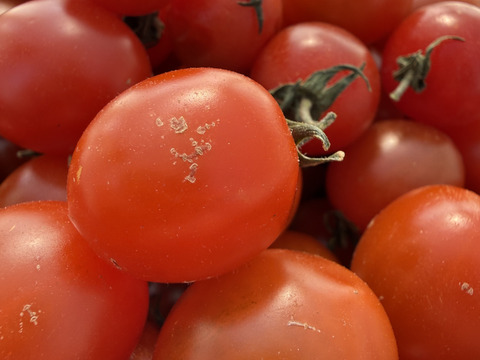 訳ありミニトマト1kg｜キズあり家庭用｜福島県大熊町産｜サンゴ砂礫農法