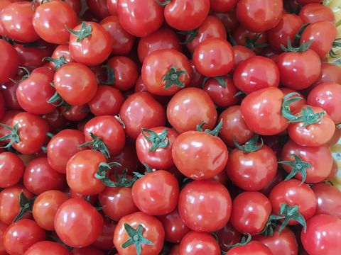 ミニトマトプチぷよ　1キロ　エコな紙包装でお届け