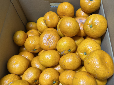 【訳あり】濃厚なコクと酸味がおいしい！有田みかん★早生★自家製堆肥栽培★大満足10kg★和歌山