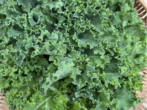 【京都丹波から直送】苦味が少なくて驚くほど食べやすい！『ケール』（カリーノケール）500ｇ