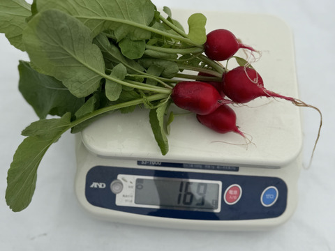 さかなが作った究極のスペシャリティ野菜　リーフレタス&サニーレタスセット270g ×2株ラディッシュ5株セット