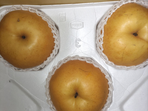 【冬ギフト】鳥取県産 あたご梨 約3kg