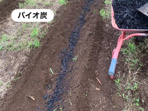 草と菌、天水で育てた 島かぼちゃ（八丈島系）　3kg