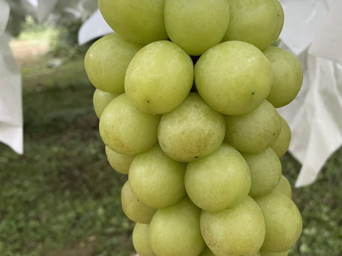 完熟の印！【訳アリ】【完熟シャインマスカット】