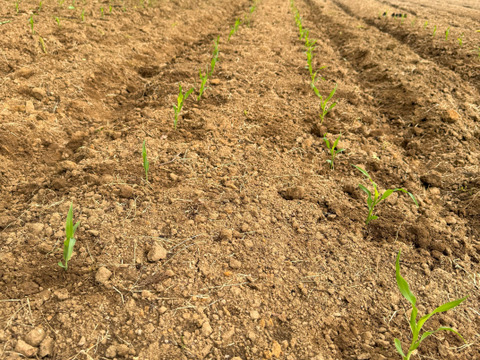 甘さ、サイズともに名前の通り【おおもの】5本