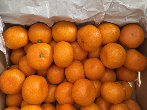 感動のみかん！防腐剤不使用S~Mサイズ5kg とみ子ばぁばの有田みかん＜有田産>【夜市限定】