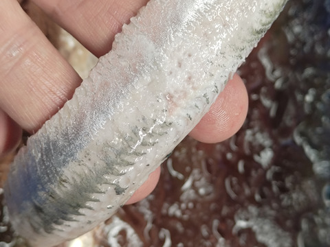 【脂極】凄いわし/突然出現するメタボ鰯/体脂肪質25～35％/1000g前後【冷凍】【大羽】