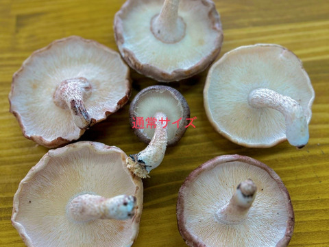 新鮮！肉厚ジューシー椎茸【規格外　ＢＩＧサイズ　１ｋｇ】