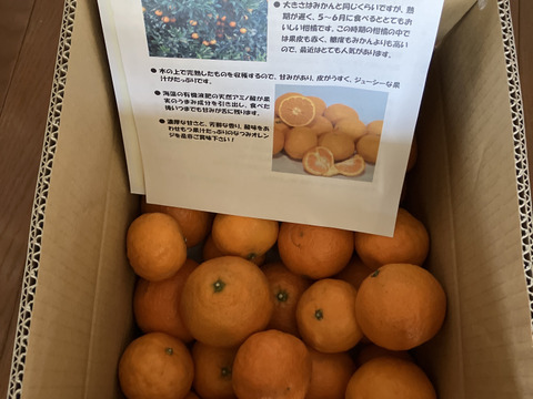 農家直送！なつみオレンジ 家庭用5kg【平武農園】和歌山｜有田