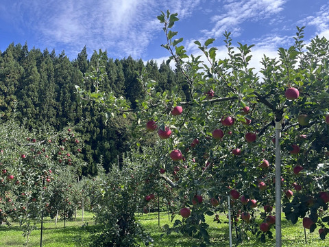 《予約商品》10月上旬～ 綺麗な葉とらずシナノスイート 10キロ箱24～36玉