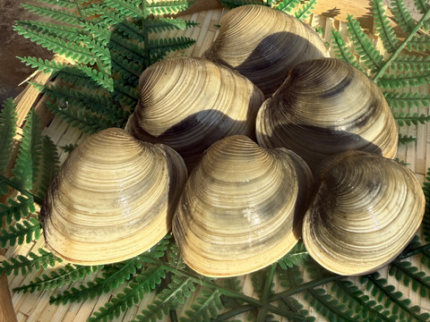 船橋三番瀬ホンビノス貝　
(千葉ブランド水産物認定品)
 1個50g〜100g  5kg