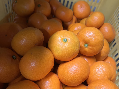 静岡県浜松市産みかん🍊5kg