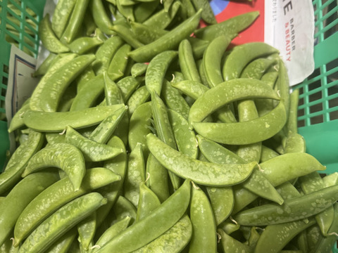 【訳あり特価】鹿児島県指宿産 スナップエンドウ 500g（霜凍）【約40g増量】
