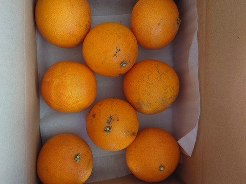 まるで天然ゼリー！まどんな（ご家庭用・2㎏）※１２月上旬発送