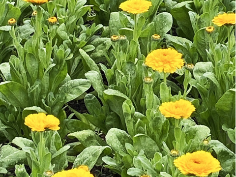 【キンセンカ／20本】素朴なかわいさが魅力のキンセンカ。見ているだけで元気がわいてくる一束です。実はこのお花、花もちがよくてとっても長持ち！