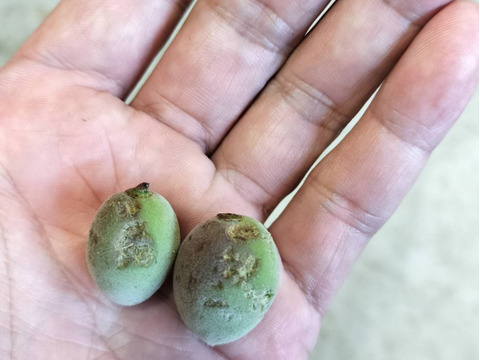 【1口500円】令和7年 雹（ひょう）被害 生産者応援チケット