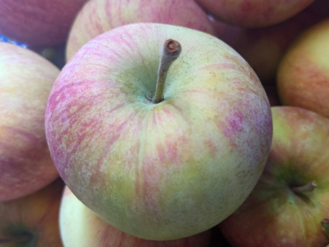 【訳ありにつきお買い得】シナノリップバラ詰め　ご家庭用約２キロ　真夏のジューシーリンゴ！