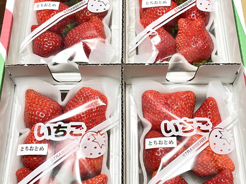 とちおとめ好きのためのとちおとめ（特大）２００〜２２０g（４〜７粒）×４p