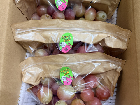 専用　ラビアンローズさん　サンシャインレッド3キロ粒 サンシャインレッド粒ぶどう 約1kg｜350g×3袋：山梨県産のサンシャイン