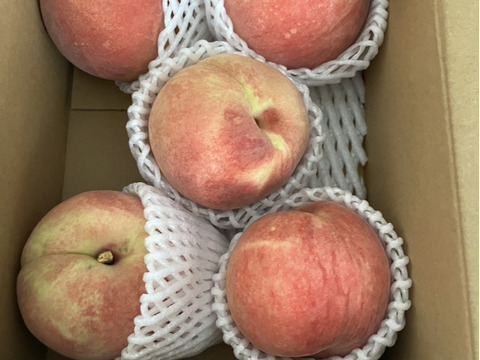 運命の出会い⁉️【67品種の桃を栽培】品種は何が届くかお楽しみ1.5㎏（3-6玉）9月発送