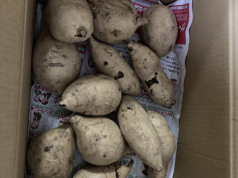 白いさつまいも！希少新品種きみまろこ2㎏(小さめサイズ)