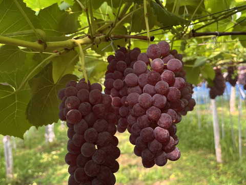 【山形】ジューシー！深い甘味！ 王道デラウェア 2kg(12～16房）贈答用 ギフト ご家庭用 お子様にも喜ばれます♪  ◎常温便◎