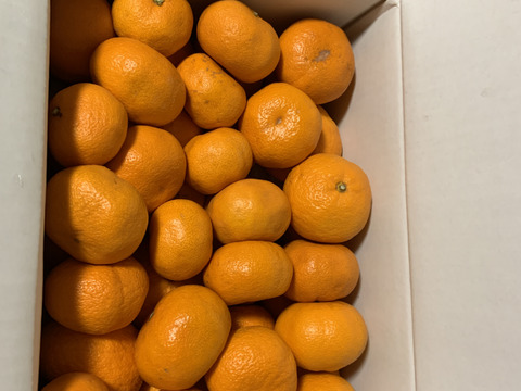 濃甘っ！黄金熟成で晩生品種のみかん本来の甘さや旨さを最大限に！食べるみかんジュース！これぞ！まさにトップ・オブ・ザ・みかん！超熟みかん「熟太郎（じゅくたろう）」　お試し品　サイズ混合　５kg【818】