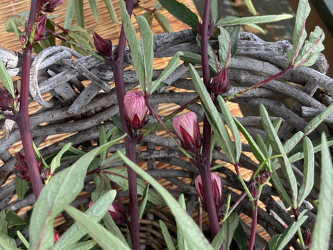 注文受付開始👨‍🌾自然栽培ローゼル(赤)🌺1kg2,000円